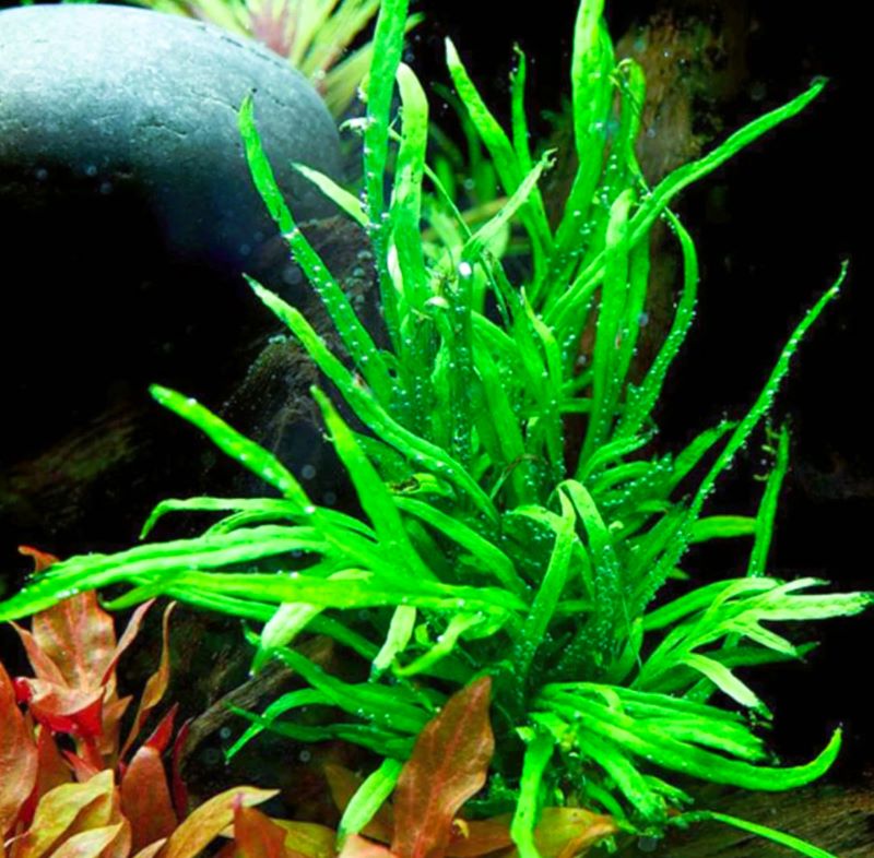 Helecho Microsorum Narrow Leaf.