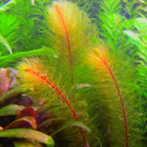 Myriophyllum Mattogrossense