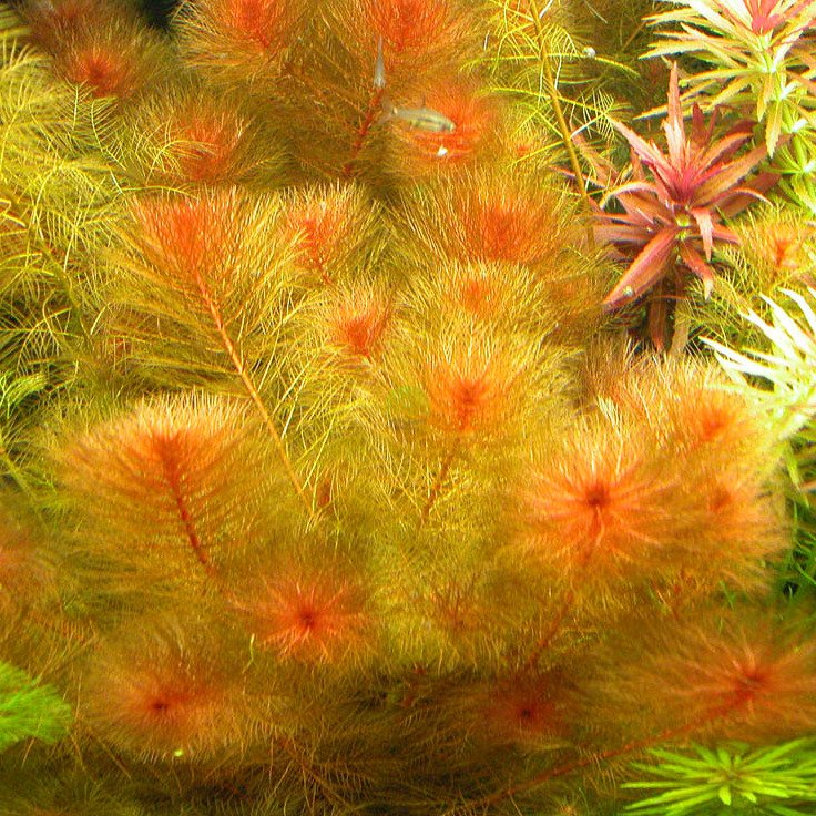 Myriophyllum Tuberculatum