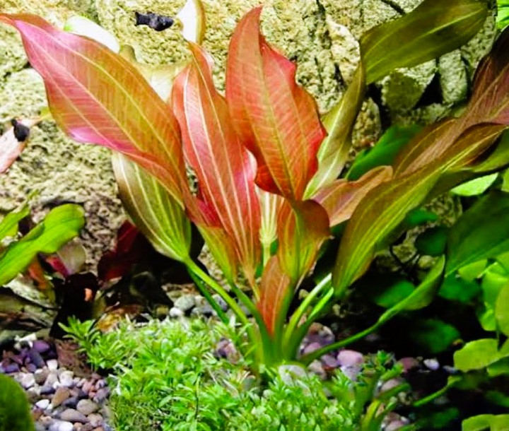 Red Rubin Sword (echinodorus Horemanii)