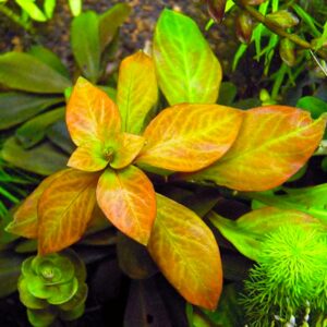 Ludwigia Ovalis