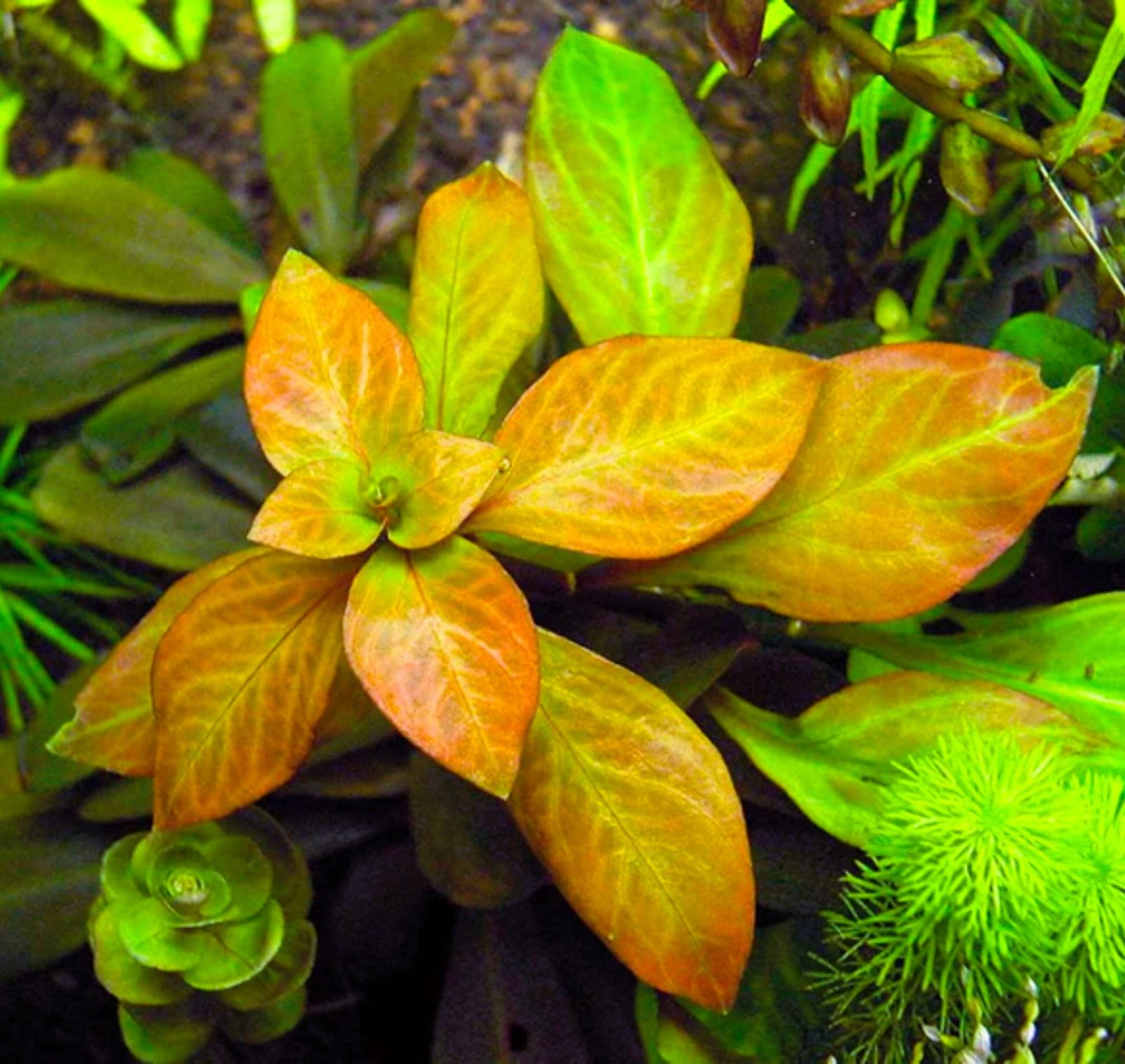 Ludwigia Ovalis