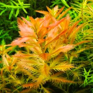 Proserpinaca Palustris