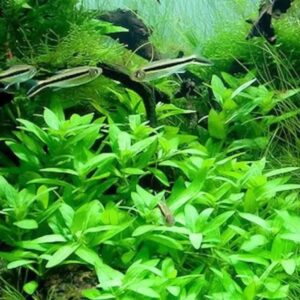 Staurogyne Diantheroides Var Porto Velho