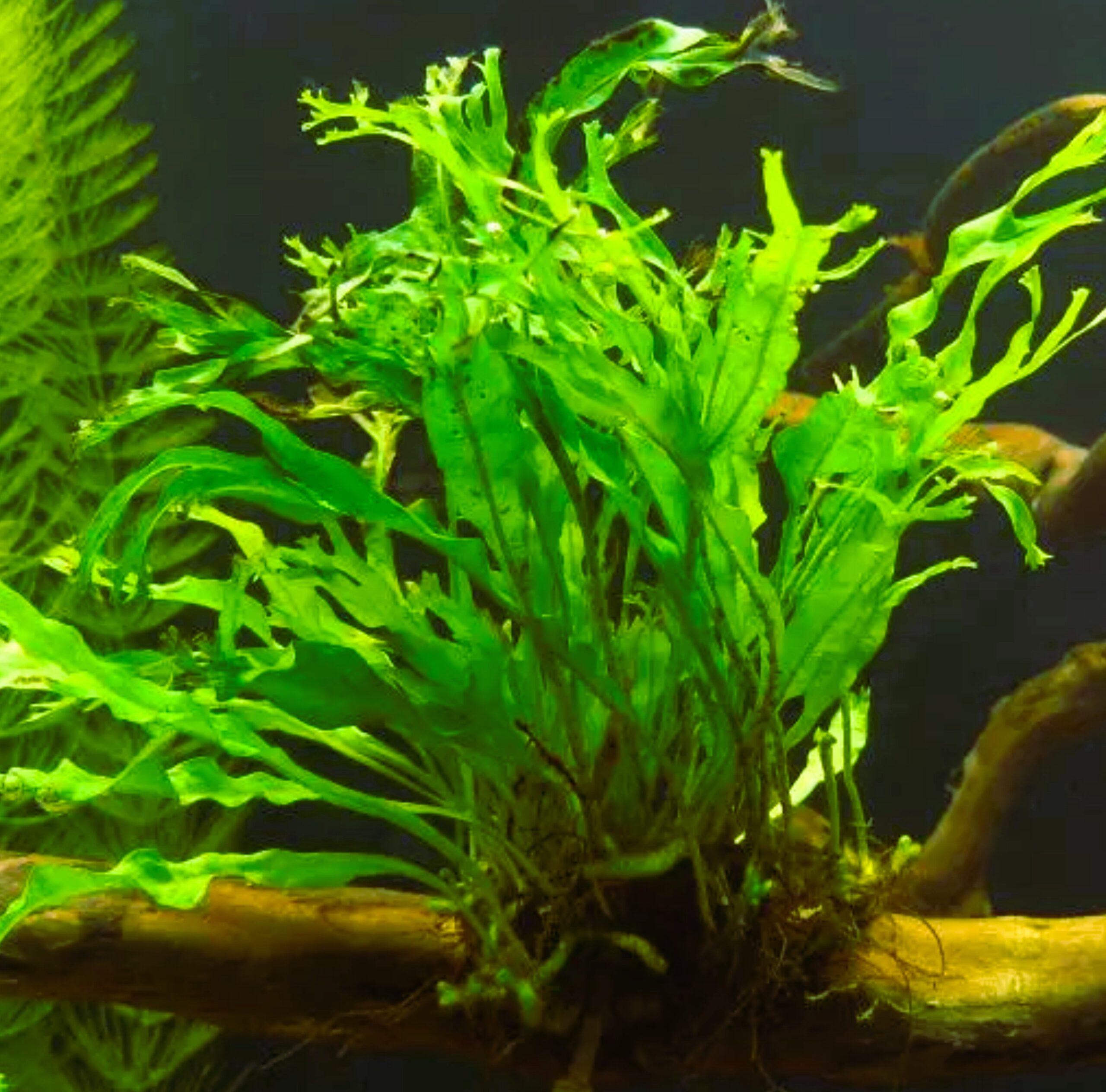 Microsorum Pteropus Windelov