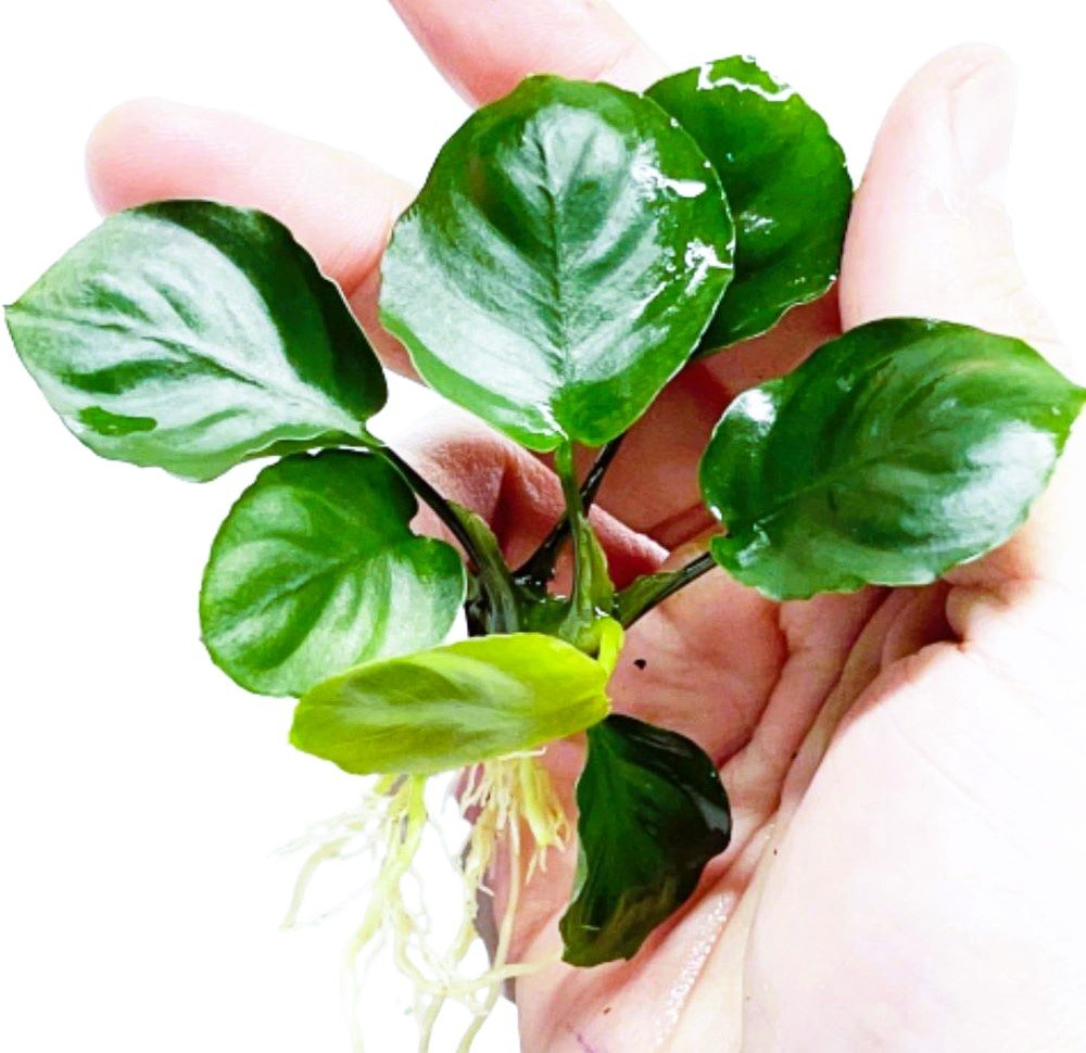 Anubias Barteri Nana