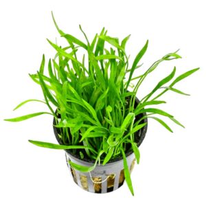 Lilaeopsis brasiliensis