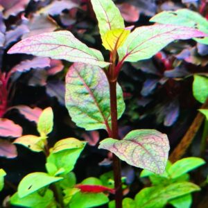 Acmella Repens