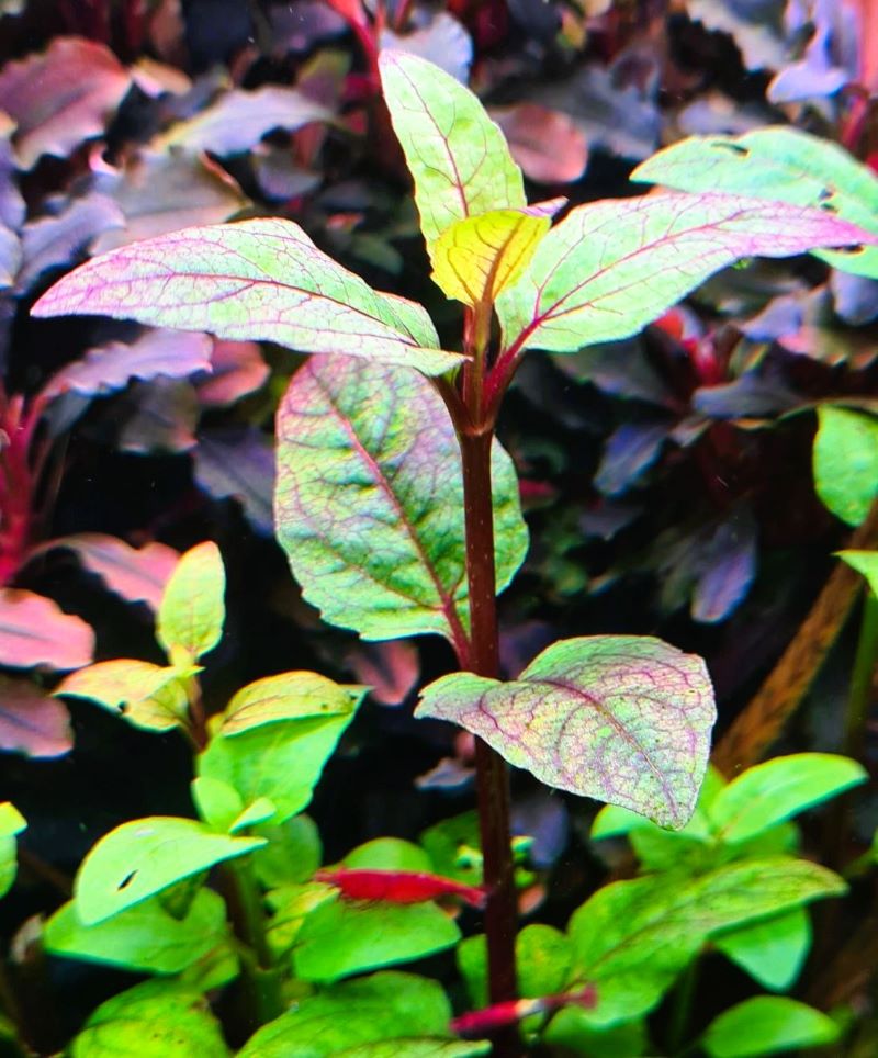 Acmella Repens