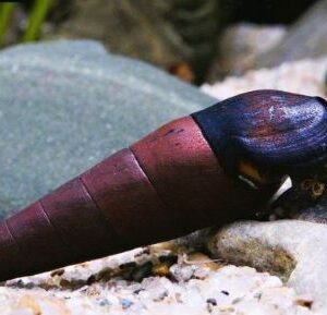 Caracol Diablo Negro (faunus Ater Black Devil)