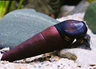Caracol Diablo Negro (faunus Ater Black Devil)