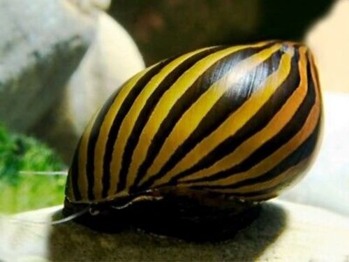 Neritina Natalensis Zebra Snail