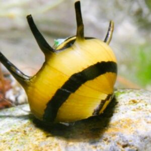 Neritina Clithon Corona