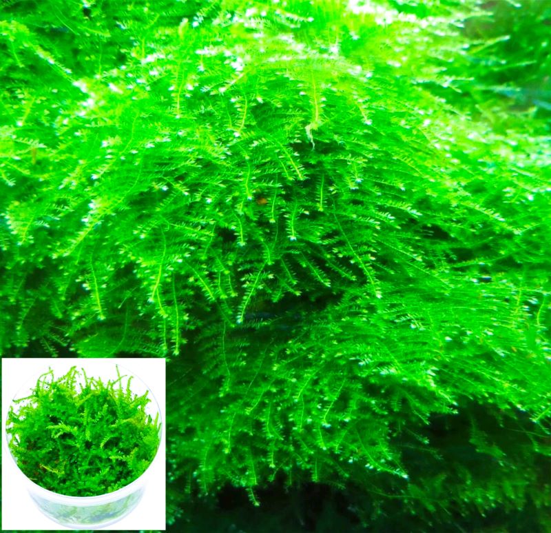 Musgo Christmas (Vesicularia Dubyana)
