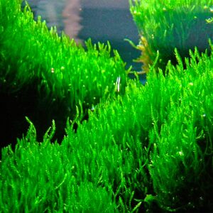 Musgo Flame Moss , Taxiphyllum sp