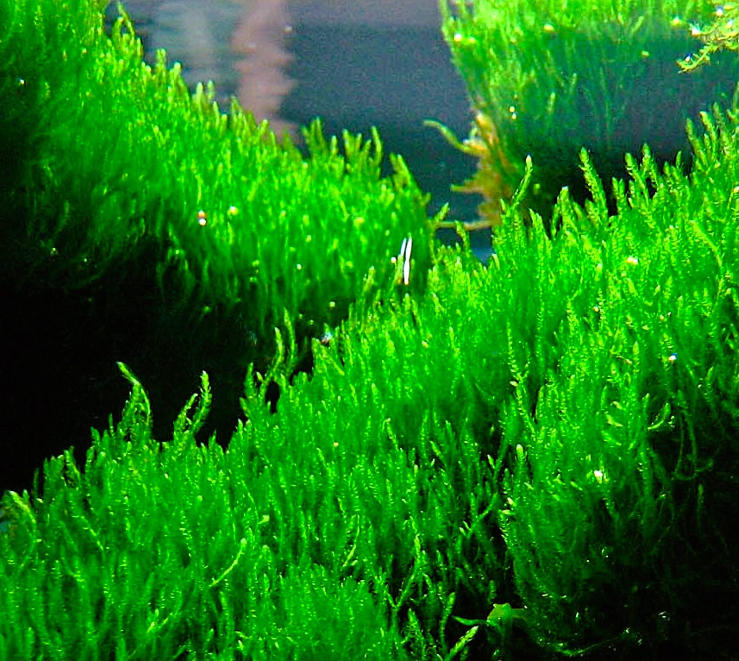 Musgo Flame Moss , Taxiphyllum sp