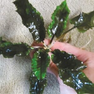 Cryptocoryne Wendtii Green Gecko