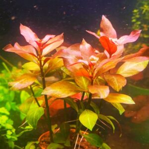 Ludwigia Palustris Red