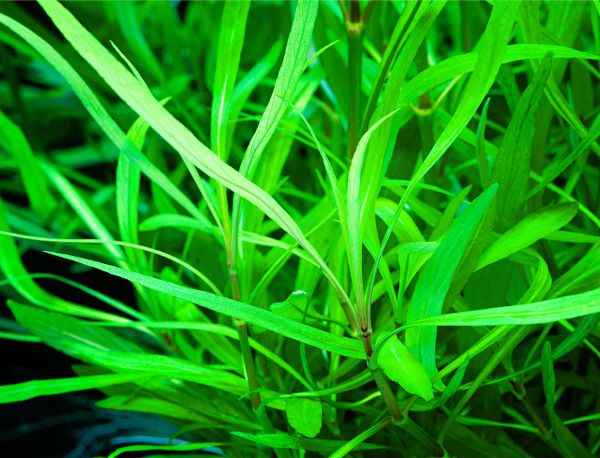 Hygrophila Salicifolia (bambú hojas de sauce)
