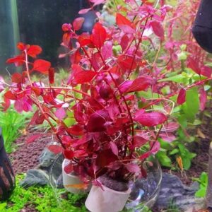 Ludwigia Repens 'super Red’
