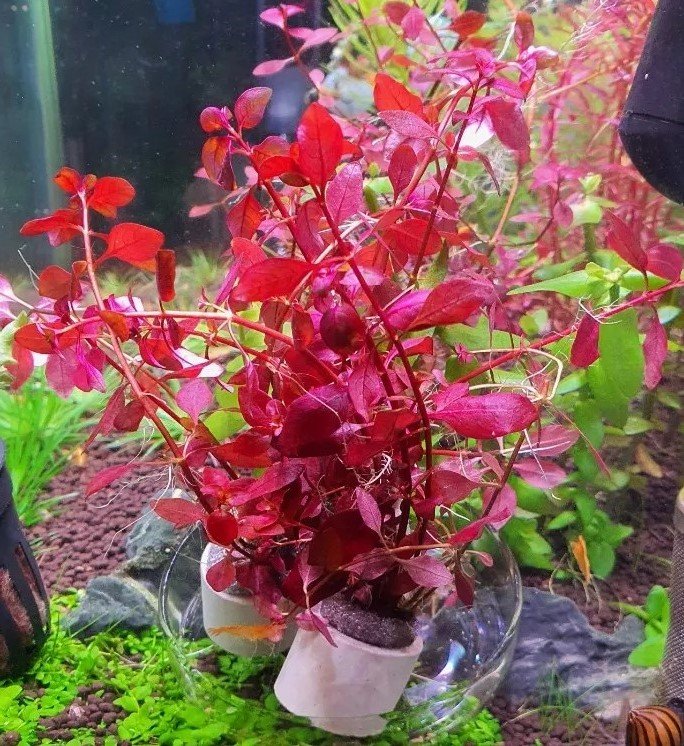 Ludwigia Repens 'super Red’