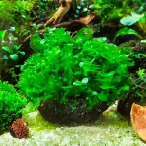 Monosolenium tenerum (Pelia)