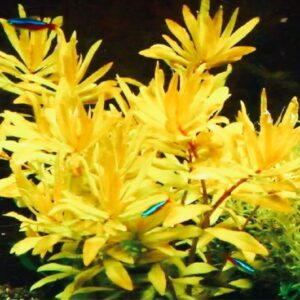 Nesaea pedicellata 'Golden’