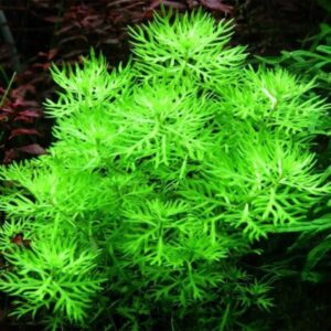 Hottonia Palustris