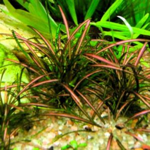 Echinodorus Tenellus Rojo - Helanthium tenellum