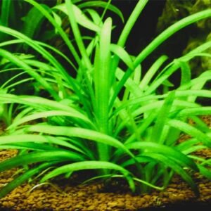 Sagittaria Subulata