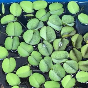 Salvinia Auriculata (Planta Flotante)