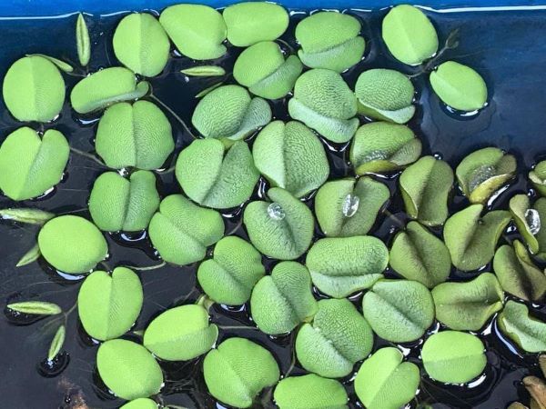 Salvinia Auriculata (Planta Flotante)