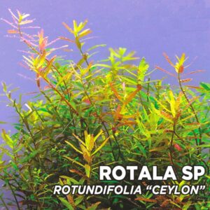 ROTALA SP Rotundifolia "CEYLON"