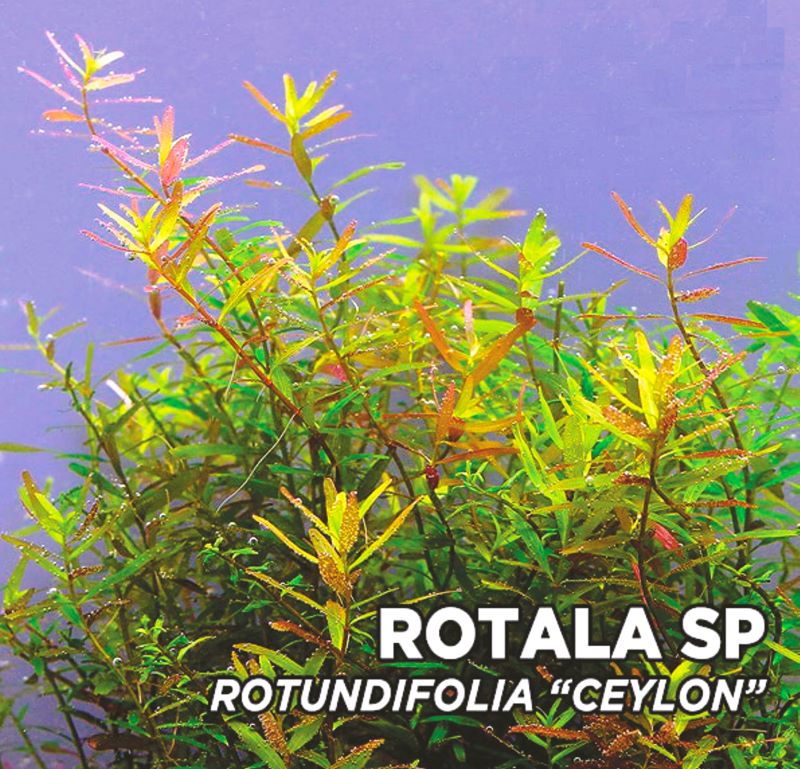 ROTALA SP Rotundifolia "CEYLON"