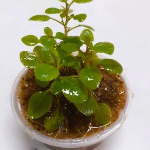 Lobelia Cardinalis Mini