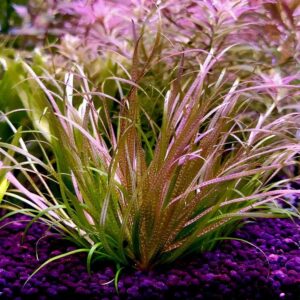 Blyxa Japonica
