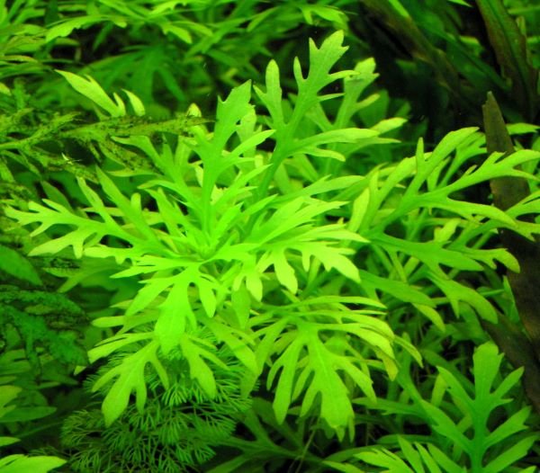 Hygrophila Difformis