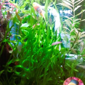 Vallisneria Spiralis