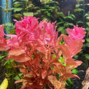 Rotala Macandra