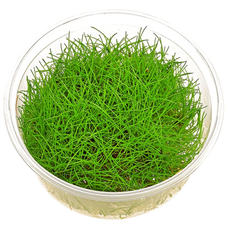 Eleocharis Acicularis “Mini”(Minima aguja espiga)