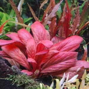 Samolus parviflorus rojo 'Red Water Rose'