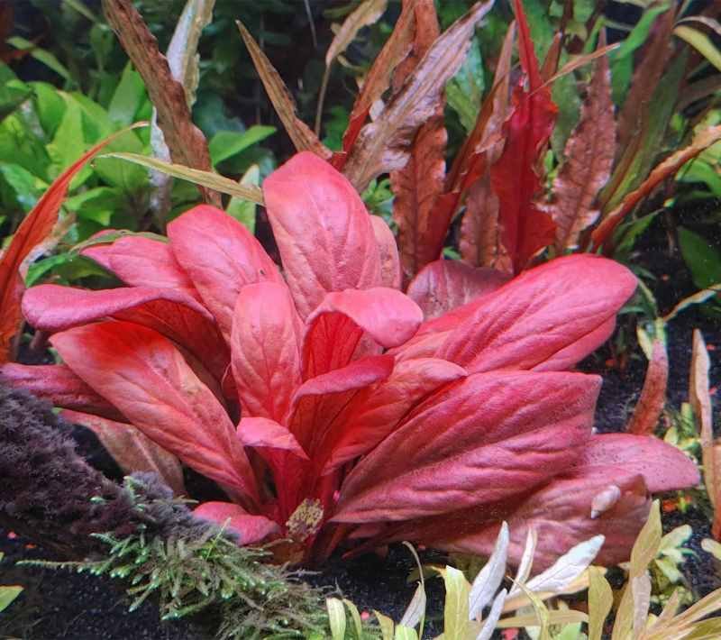 Samolus parviflorus rojo 'Red Water Rose'